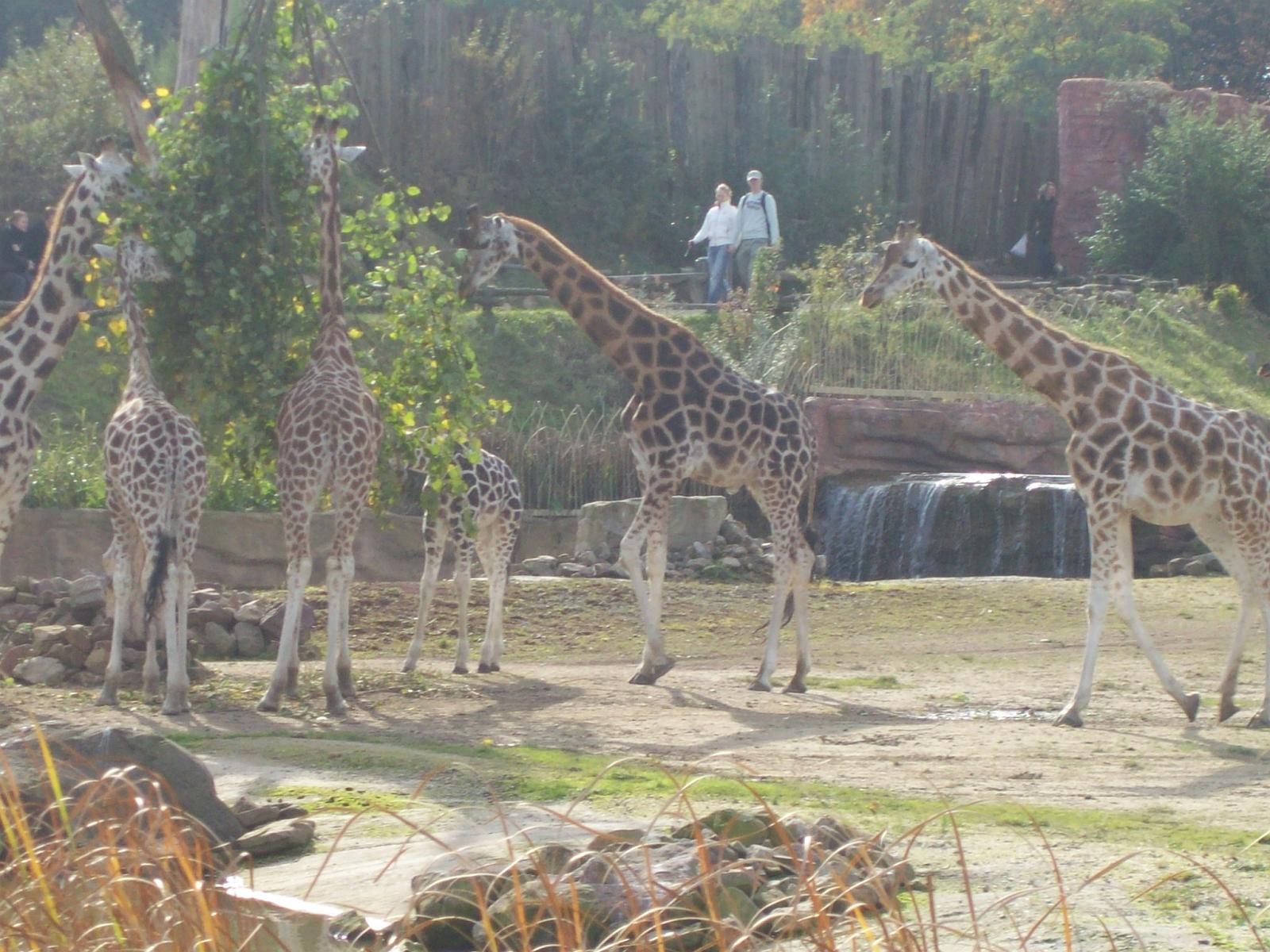 Zoom 18.10.2008-126.jpg
